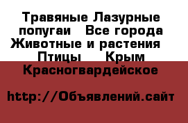 Травяные Лазурные попугаи - Все города Животные и растения » Птицы   . Крым,Красногвардейское